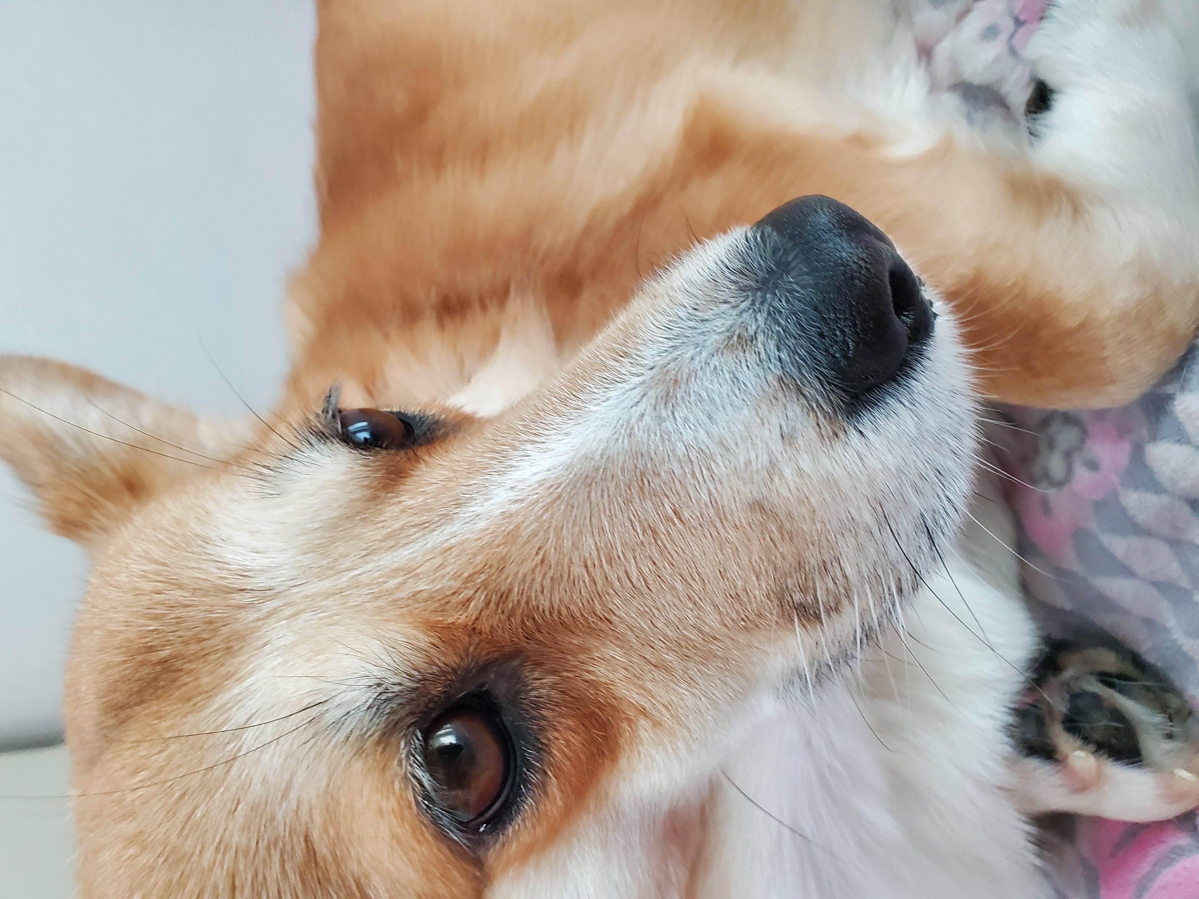 엘리스 입양 축하해! 흰자도^^