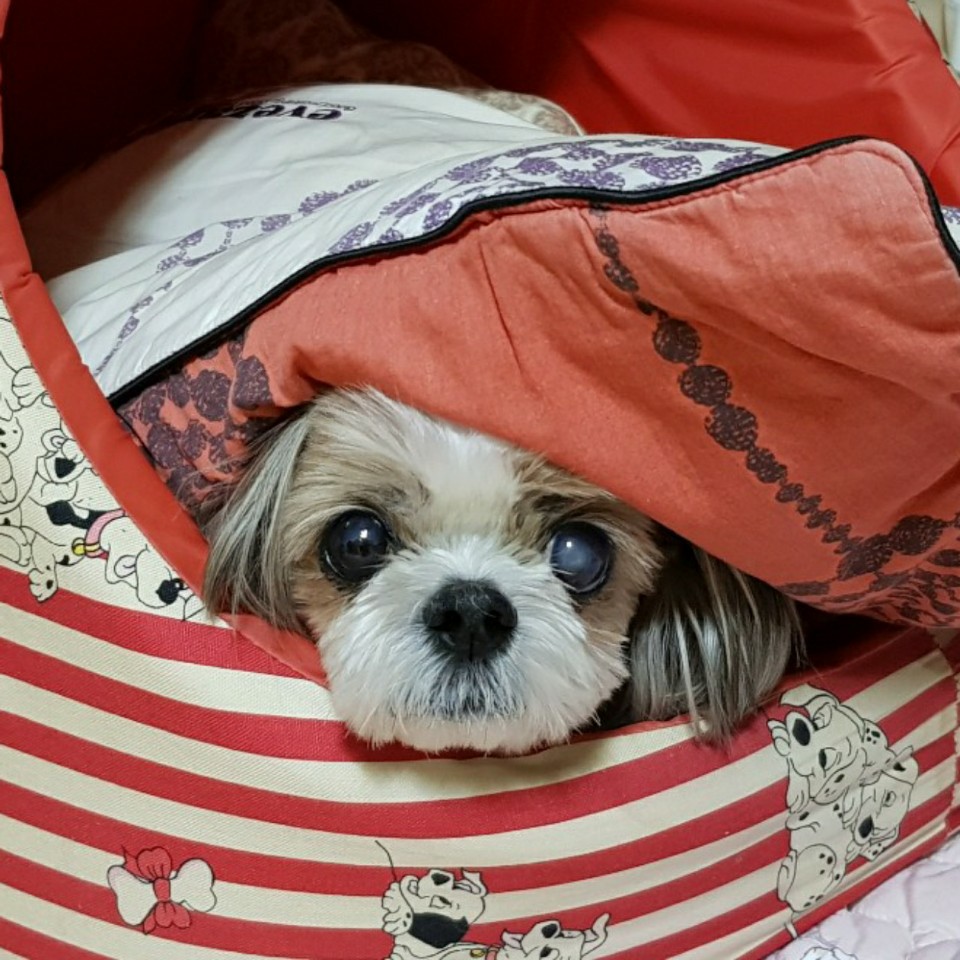 덕선이(금비) 1년 후 이야기