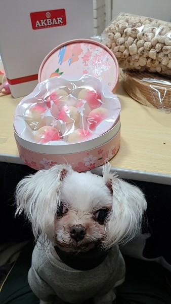 사빵이(문수) 1년~