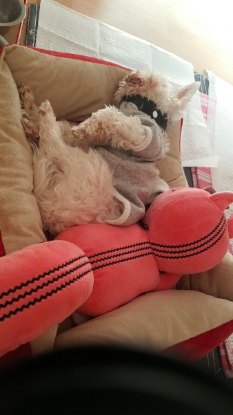 사빵이(문수) 1년~