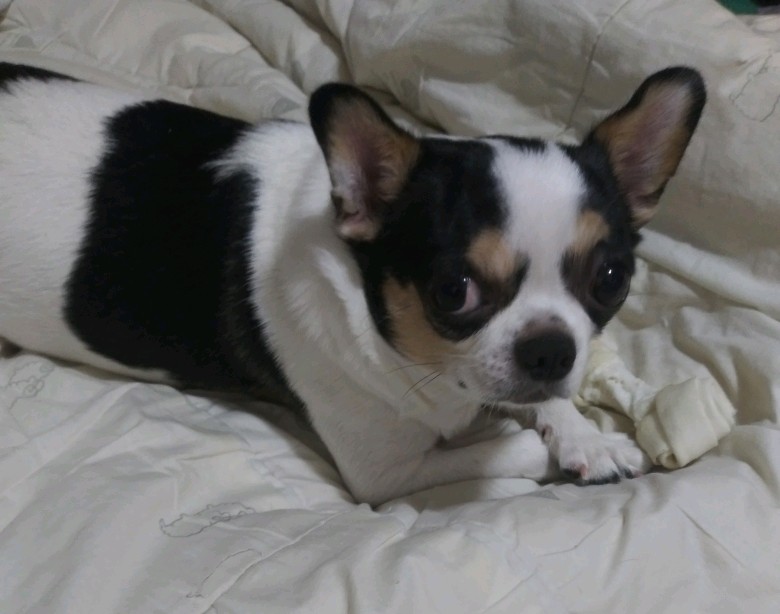 (관외) 바우(지금은 별이) 입양 후 3개월