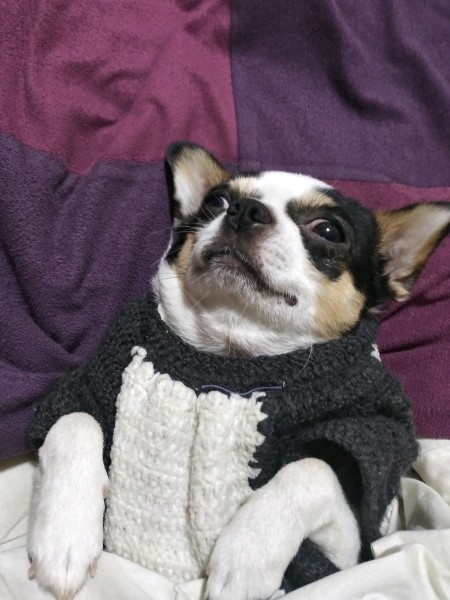 (관외) 바우(지금은 별이) 입양 후 3개월