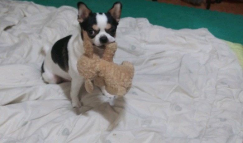 (관외) 바우(지금은 별이) 입양 후 3개월