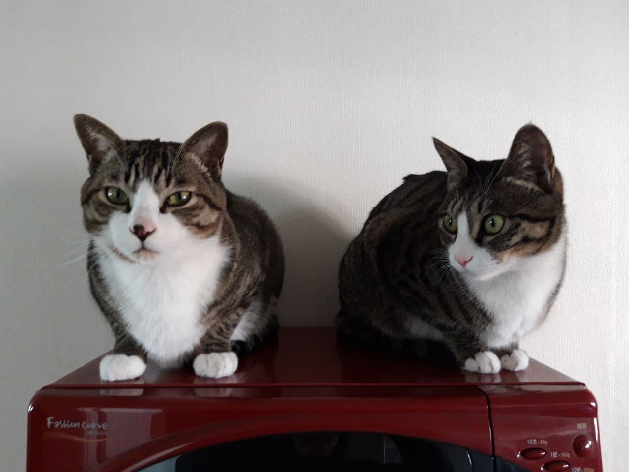 우리집 둘째 고양이 홍시 입양 후 1년이 지났습니다. 