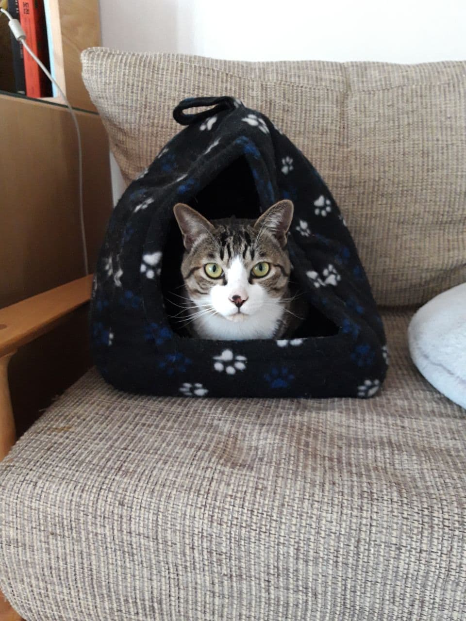 우리집 둘째 고양이 홍시 입양 후 1년이 지났습니다. 