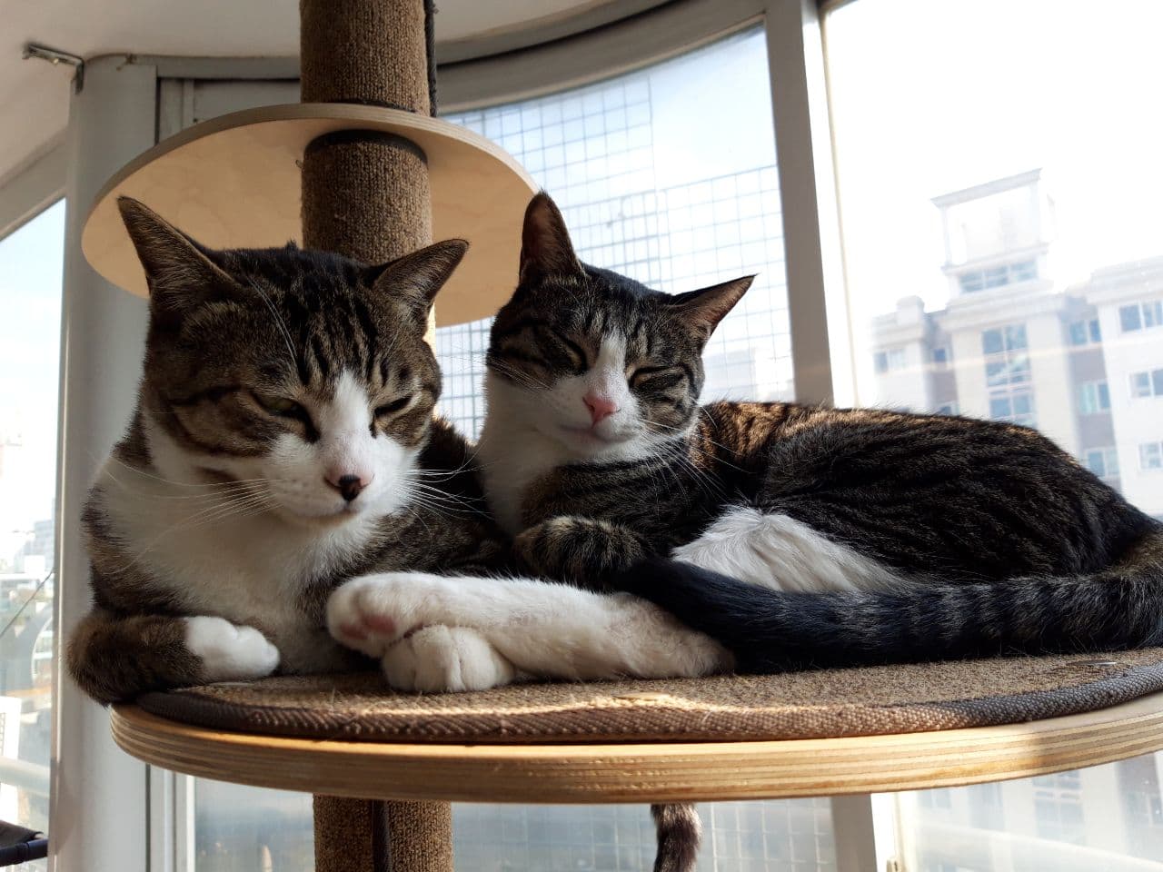 우리집 둘째 고양이 홍시 입양 후 1년이 지났습니다. 