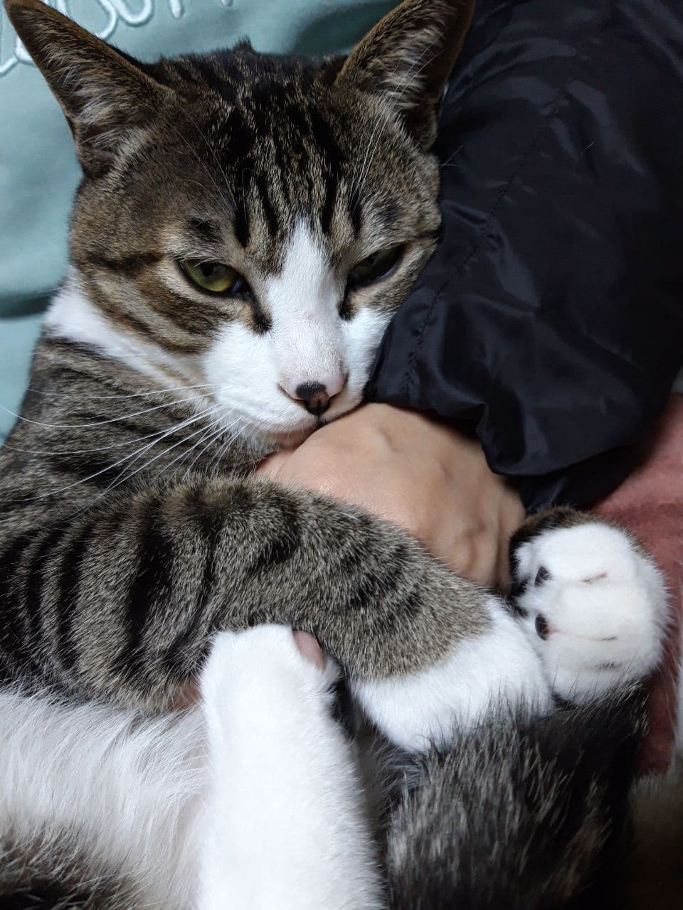 우리집 둘째 고양이 홍시 입양 후 1년이 지났습니다. 