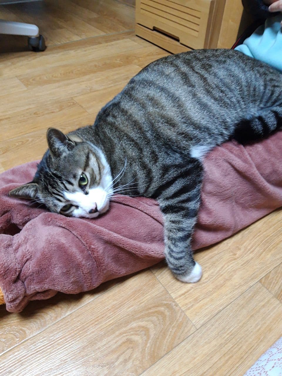 우리집 둘째 고양이 홍시 입양 후 1년이 지났습니다. 