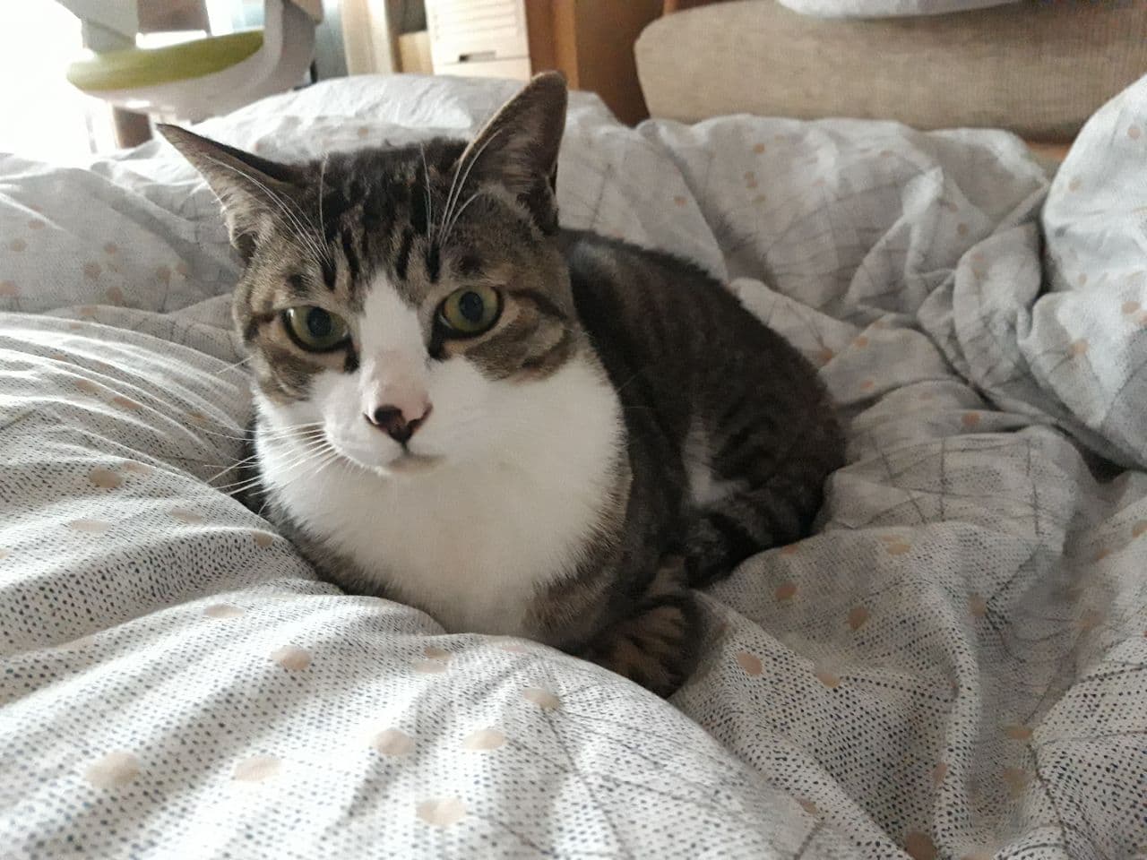 우리집 둘째 고양이 홍시 입양 후 1년이 지났습니다. 