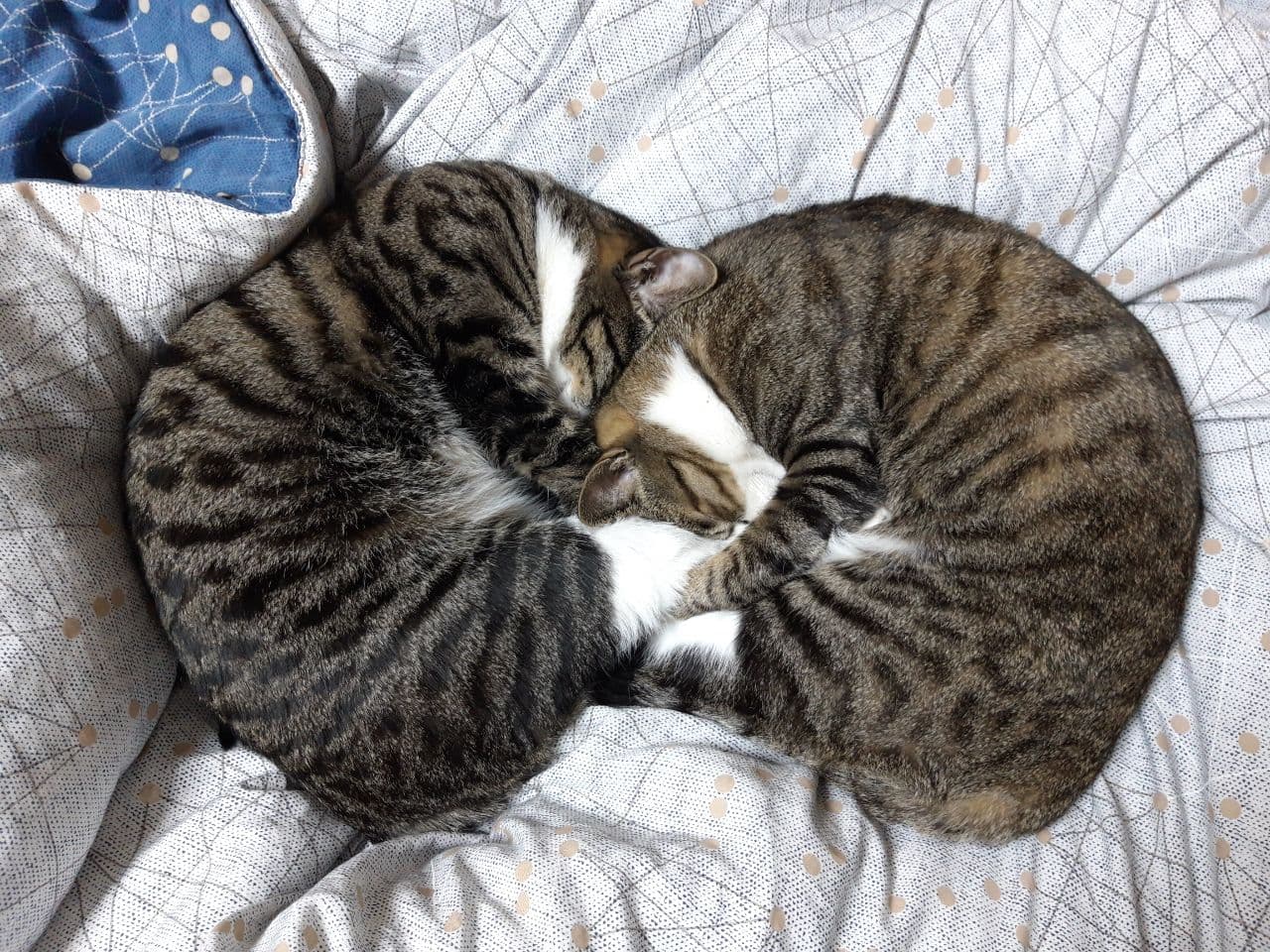 우리집 둘째 고양이 홍시 입양 후 1년이 지났습니다. 