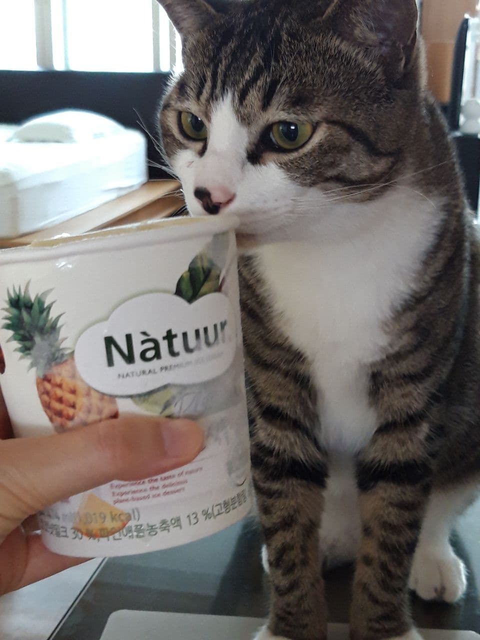 우리집 둘째 고양이 홍시 입양 후 1년이 지났습니다. 