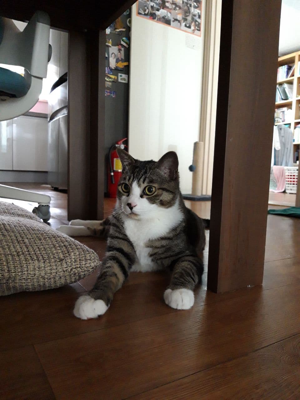 우리집 둘째 고양이 홍시 입양 후 1년이 지났습니다. 