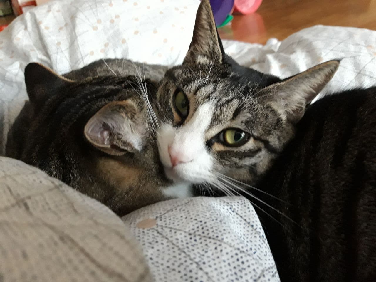 우리집 둘째 고양이 홍시 입양 후 1년이 지났습니다. 