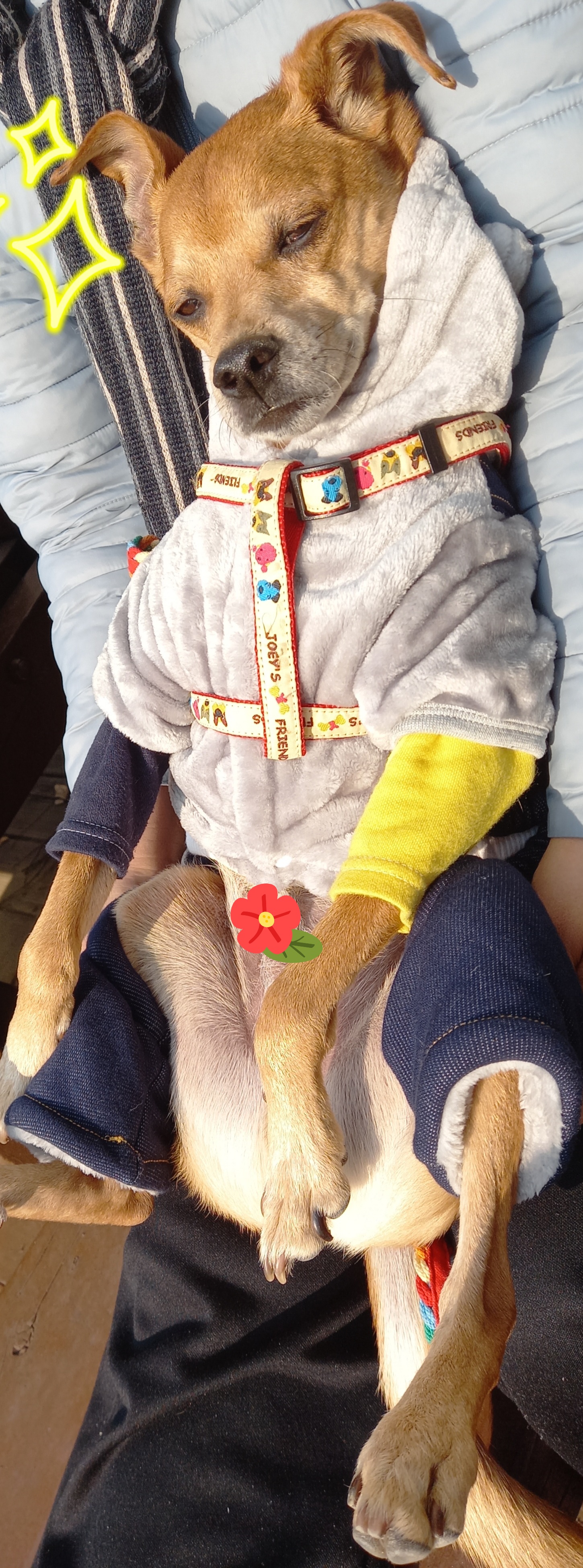 근육맨 다온이 입양 3개월