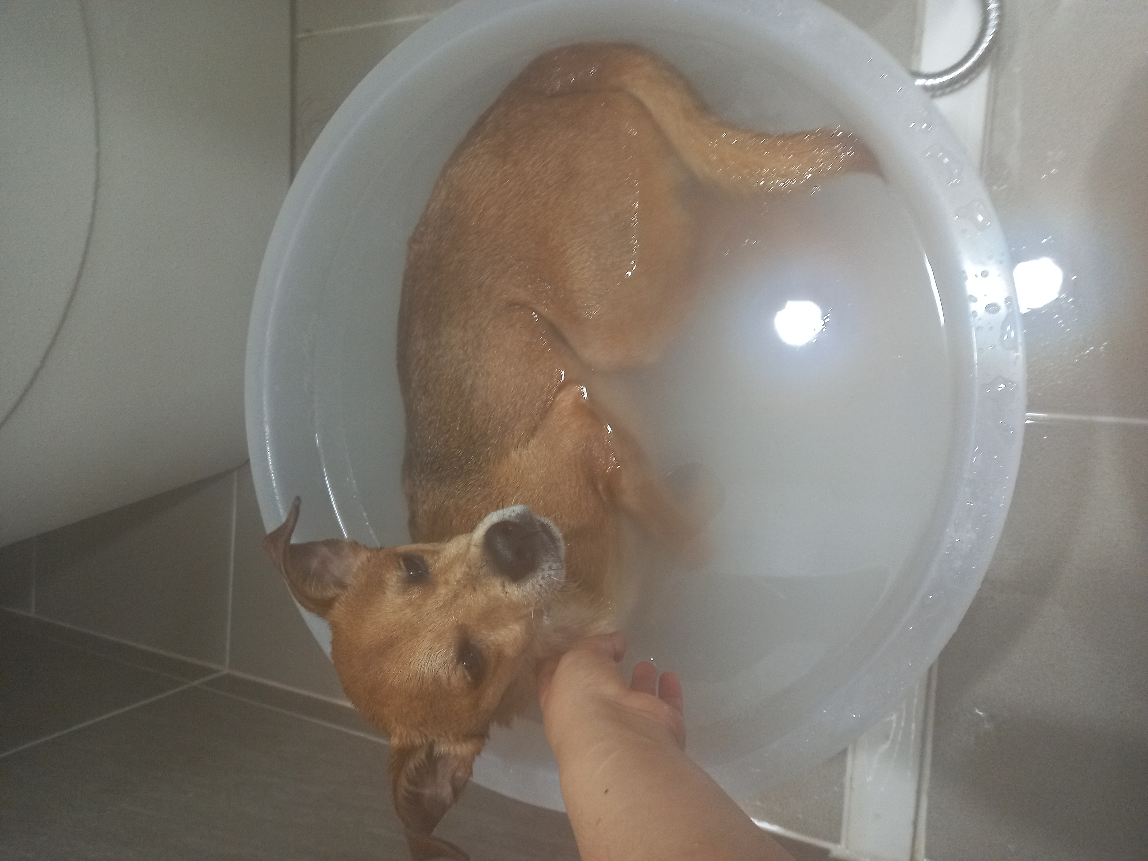 근육맨 다온이 입양 3개월