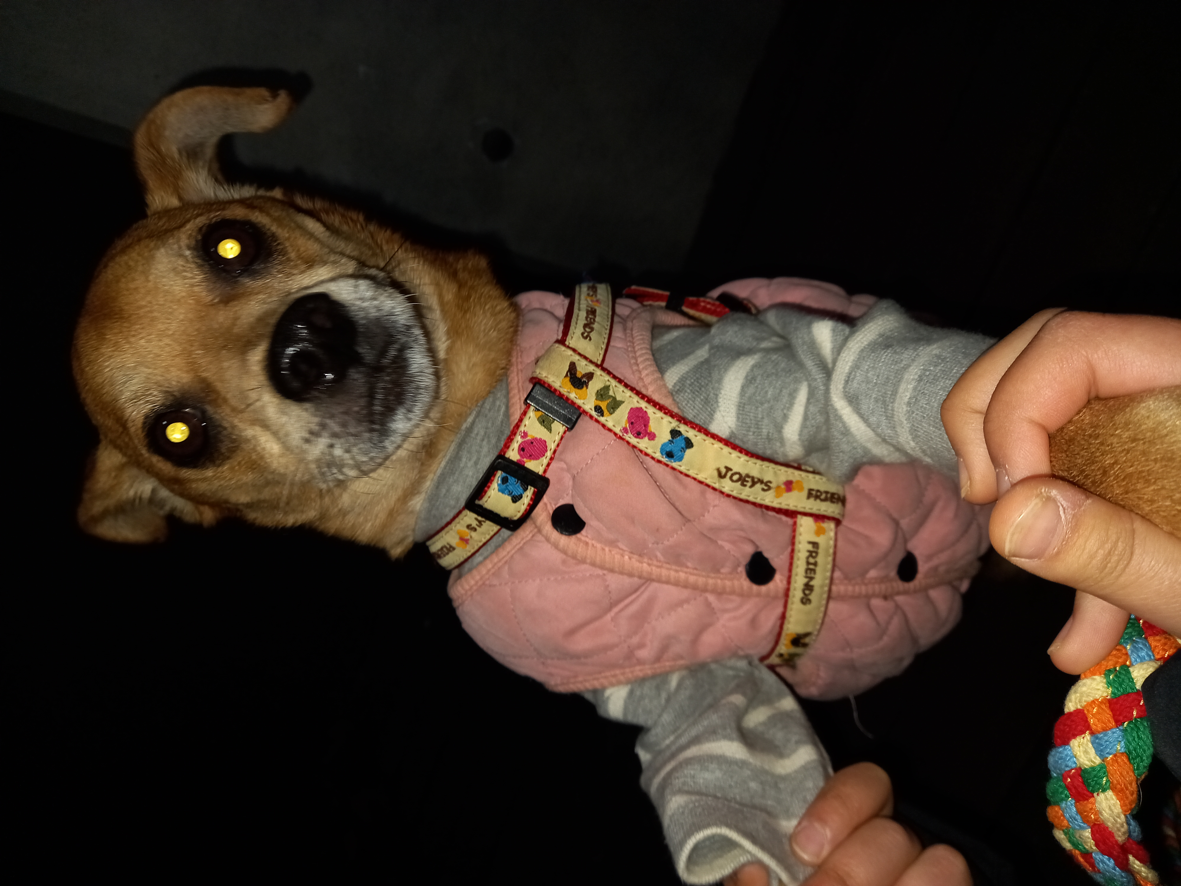 근육맨 다온이 입양 3개월