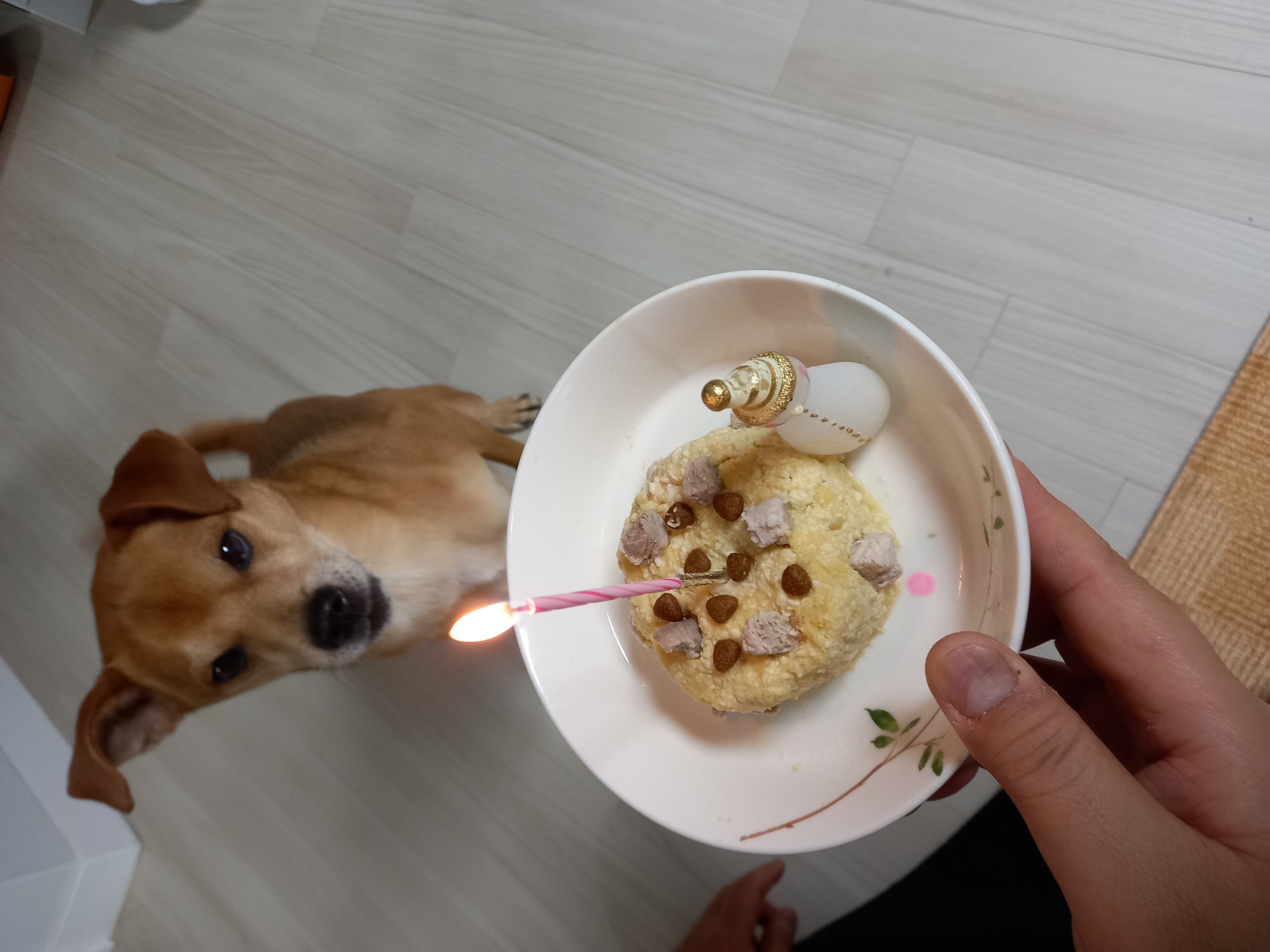 근육맨 다온이 입양 3개월