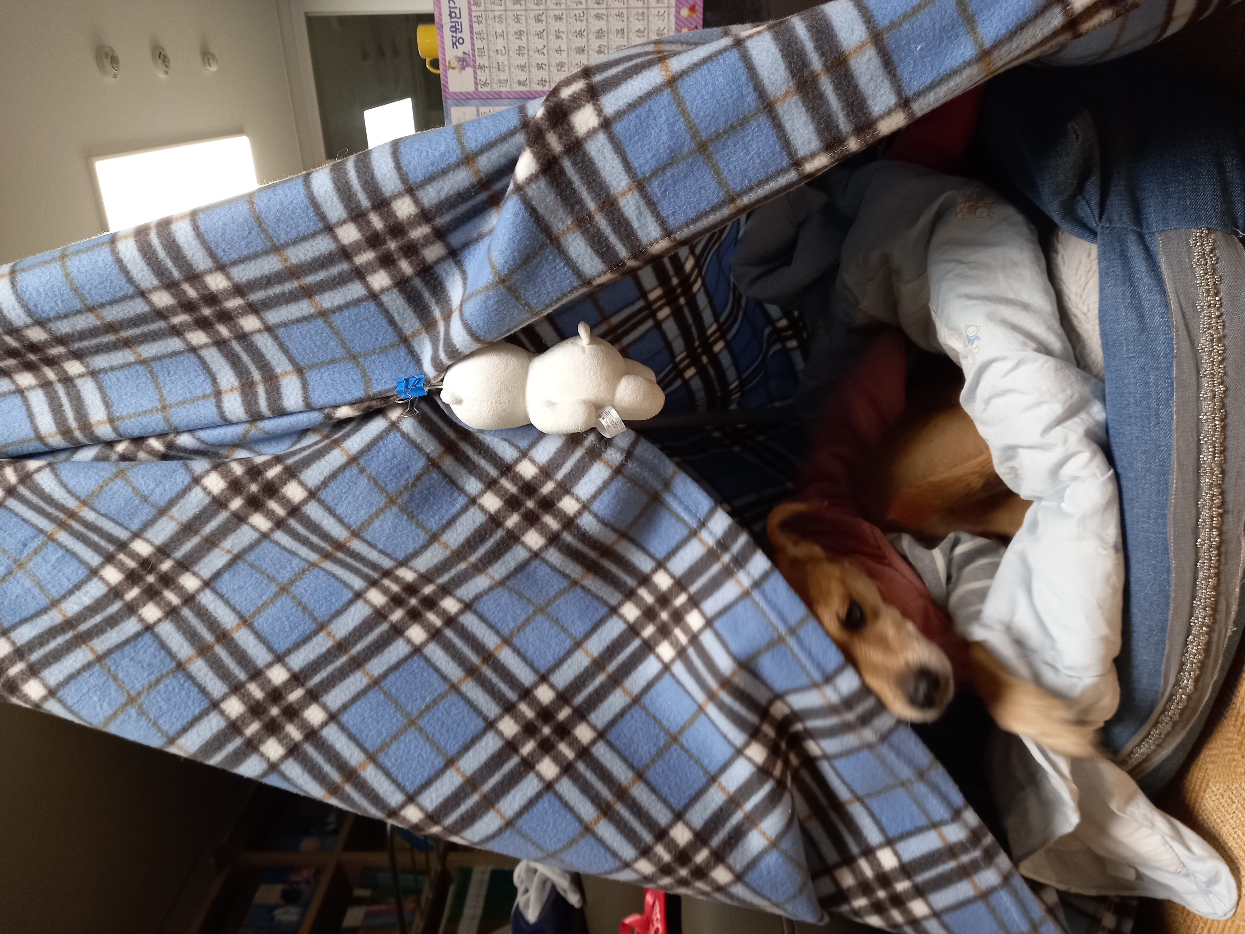 근육맨 다온이 입양 3개월