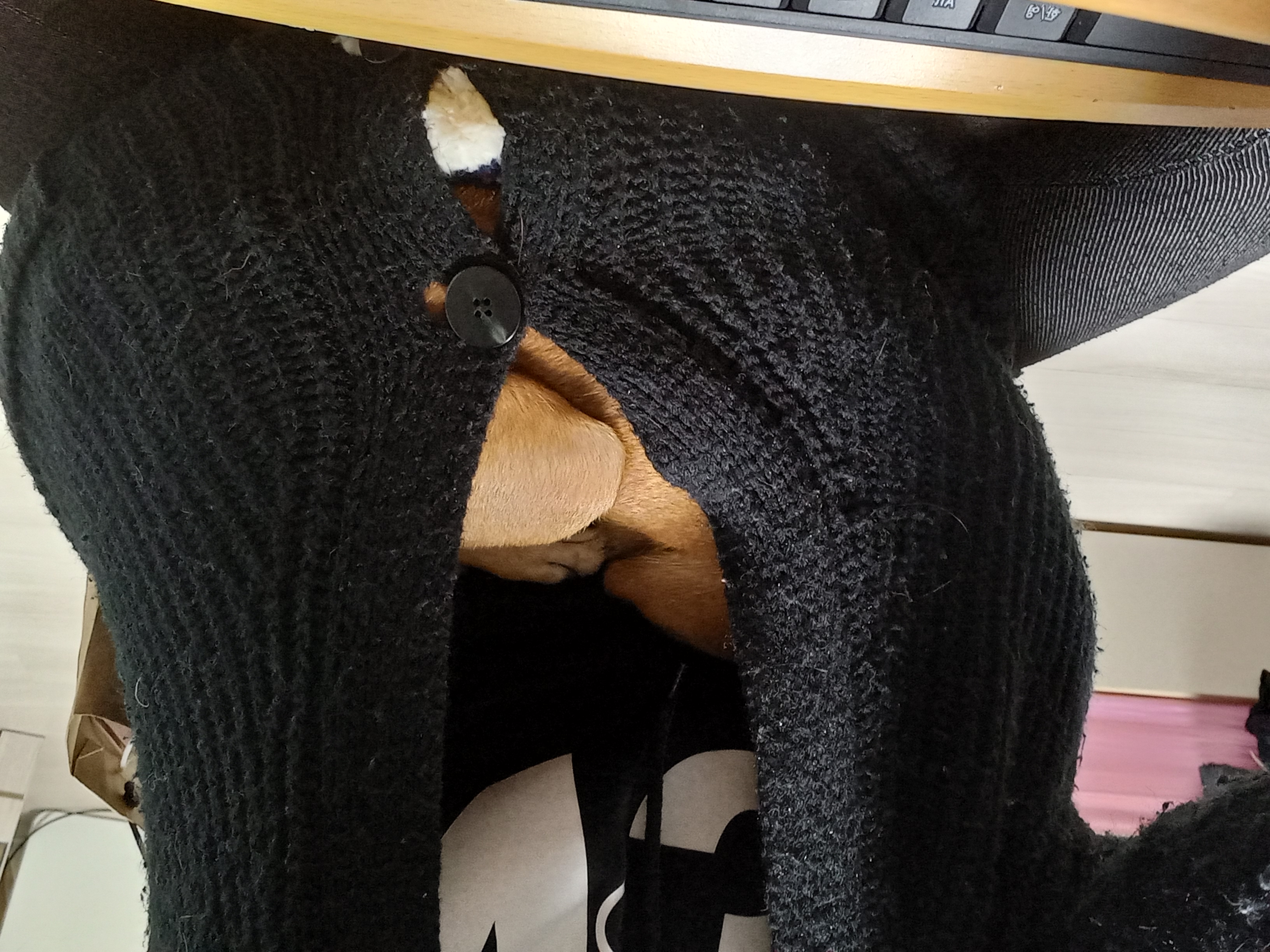 근육맨 다온이 입양 3개월