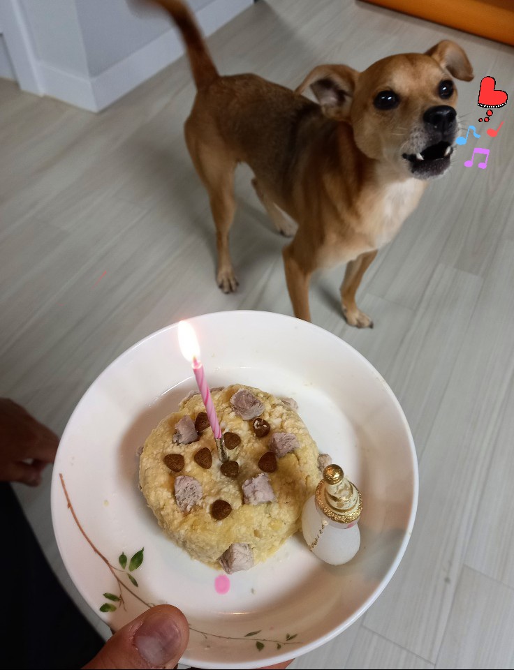 근육맨 다온이 입양 3개월