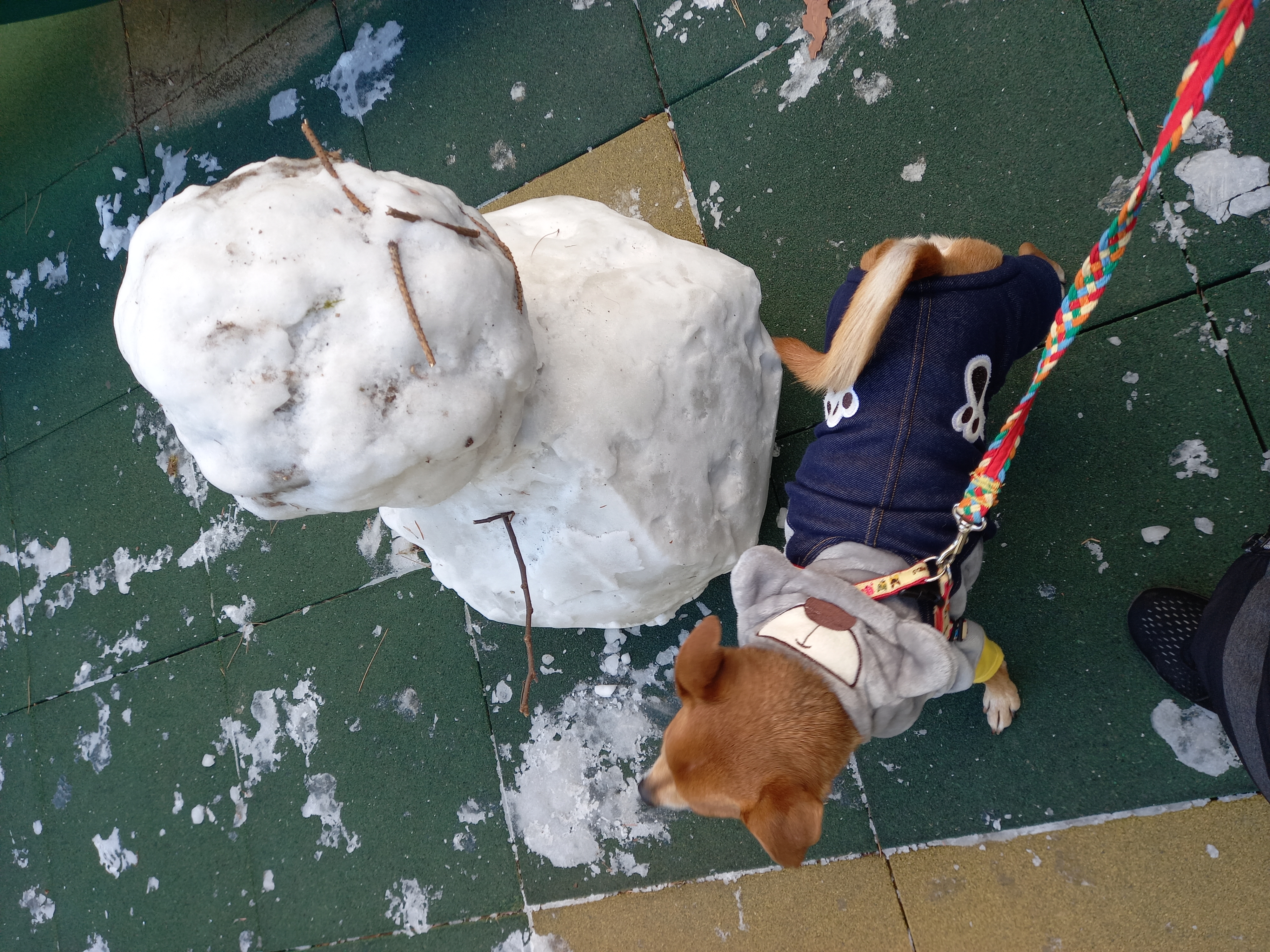 근육맨 다온이 입양 3개월