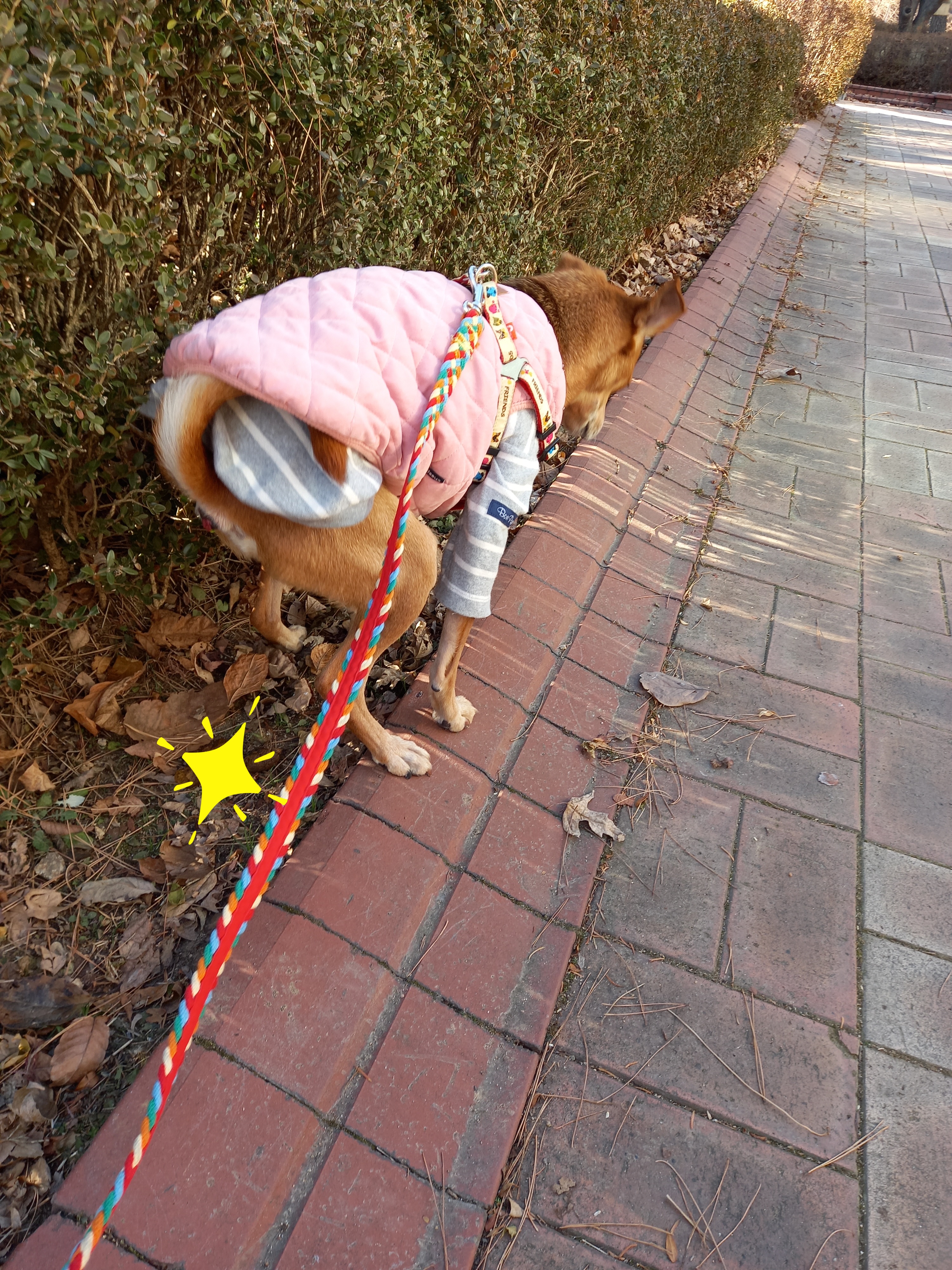 근육맨 다온이 입양 3개월