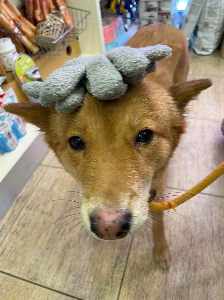 단이와의 임보 3개월차