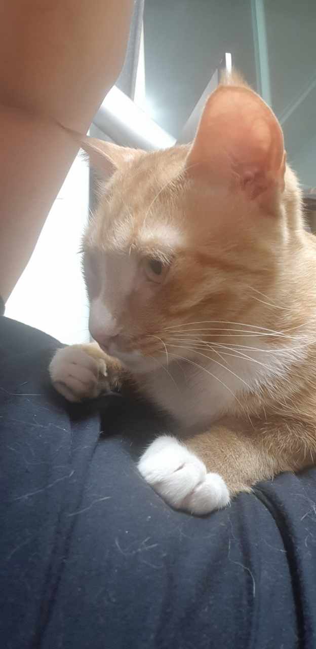 (관외) 보리 입양 1년 2개월