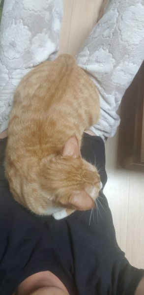 (관외) 보리 입양 1년 2개월