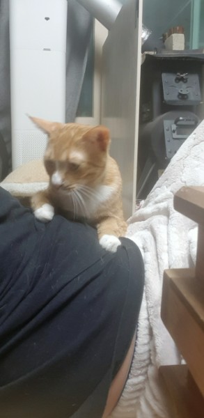 (관외) 보리 입양 1년 2개월