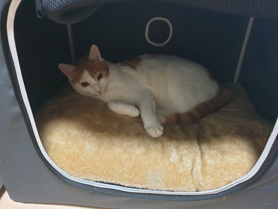 (관외) 망고 입양 1년 차