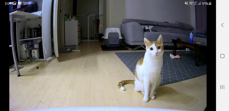 (관외) 망고 입양 1년 차