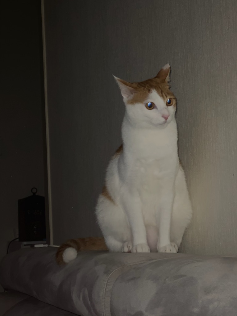 (관외) 망고 입양 1년 차