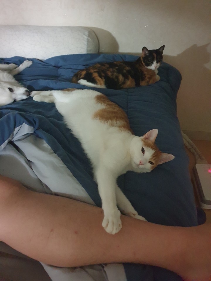 (관외) 망고 입양 1년 차