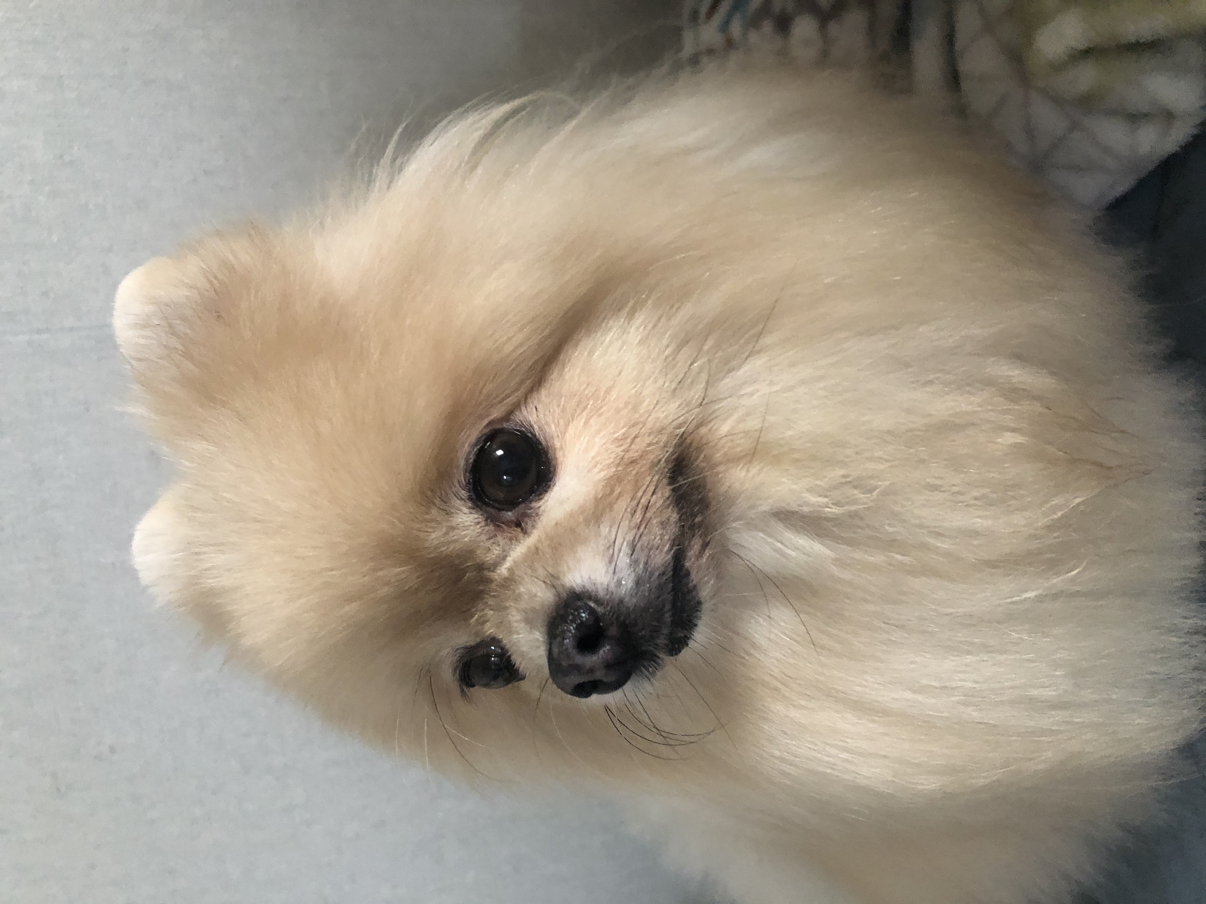 포슬이3년차 입양후기