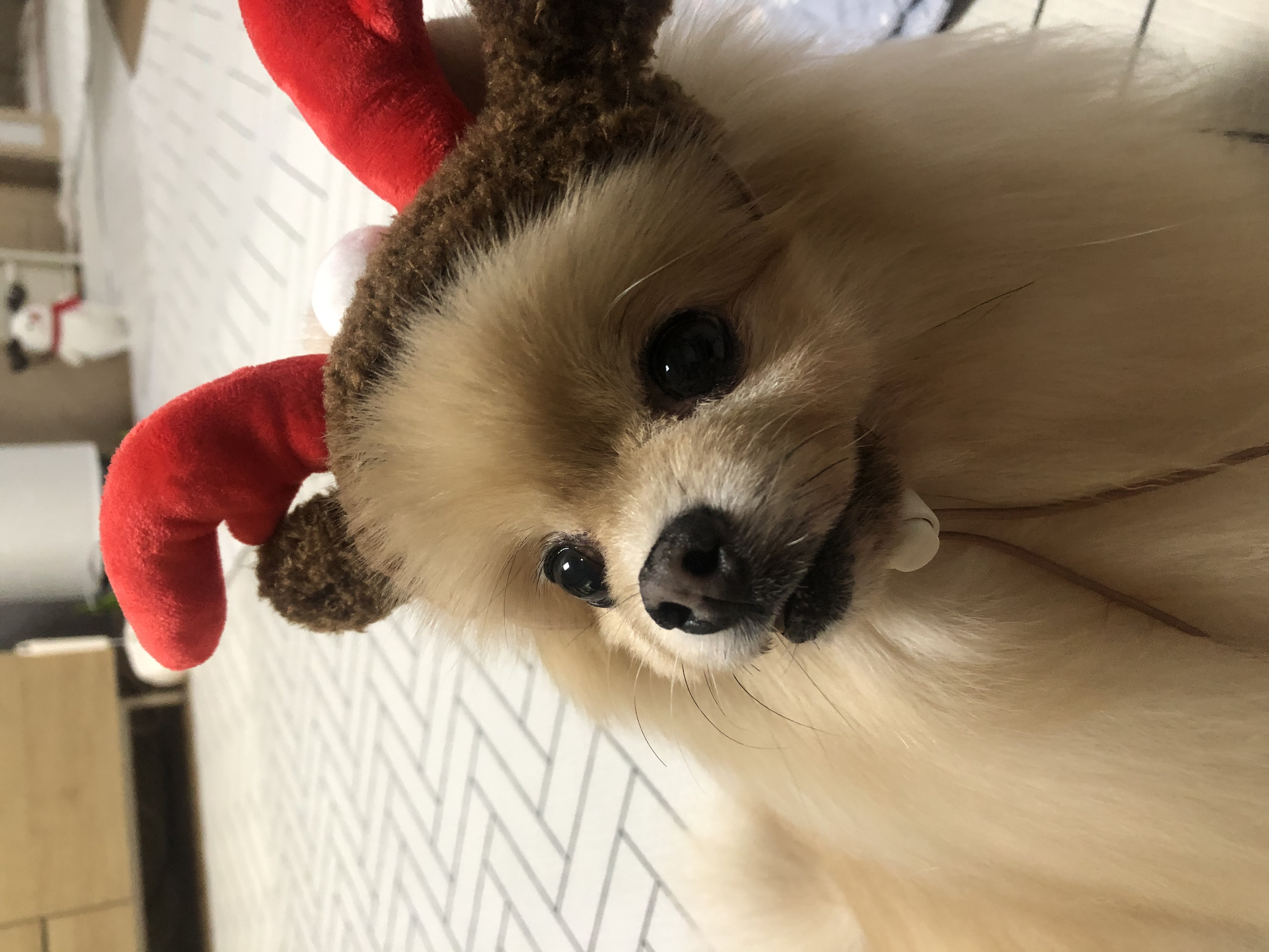 포슬이3년차 입양후기