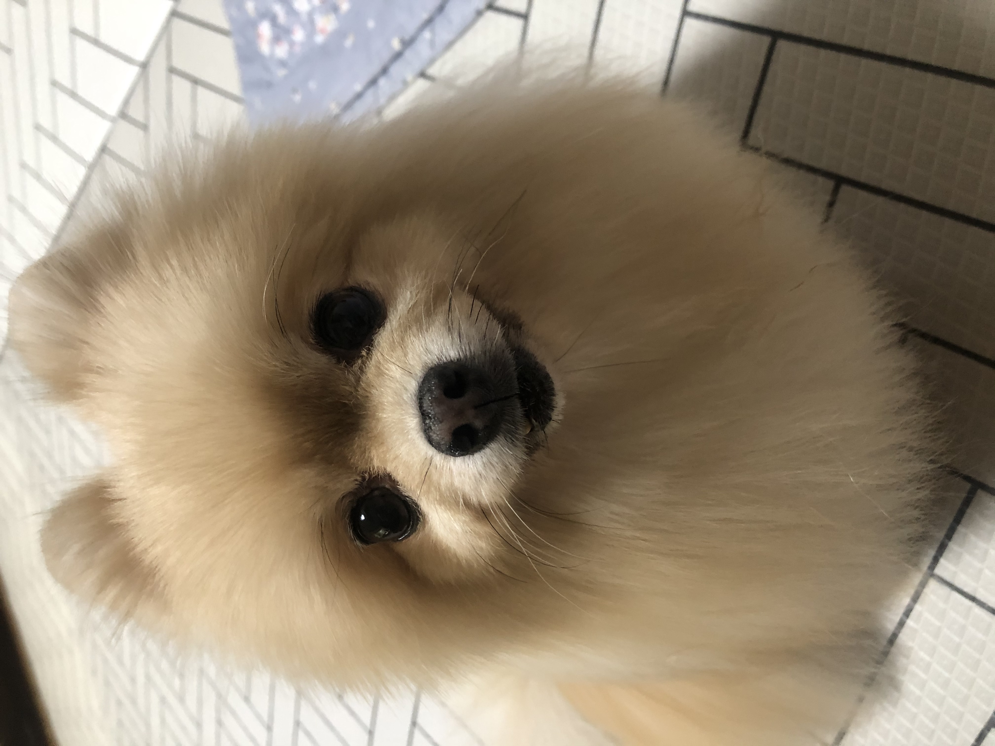 포슬이3년차 입양후기