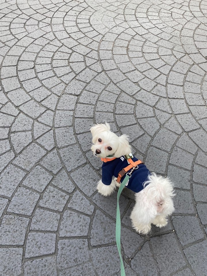 루크 (새이름: 보리) 아홉 번째 입양 후기입니다 (벌써 5년!)