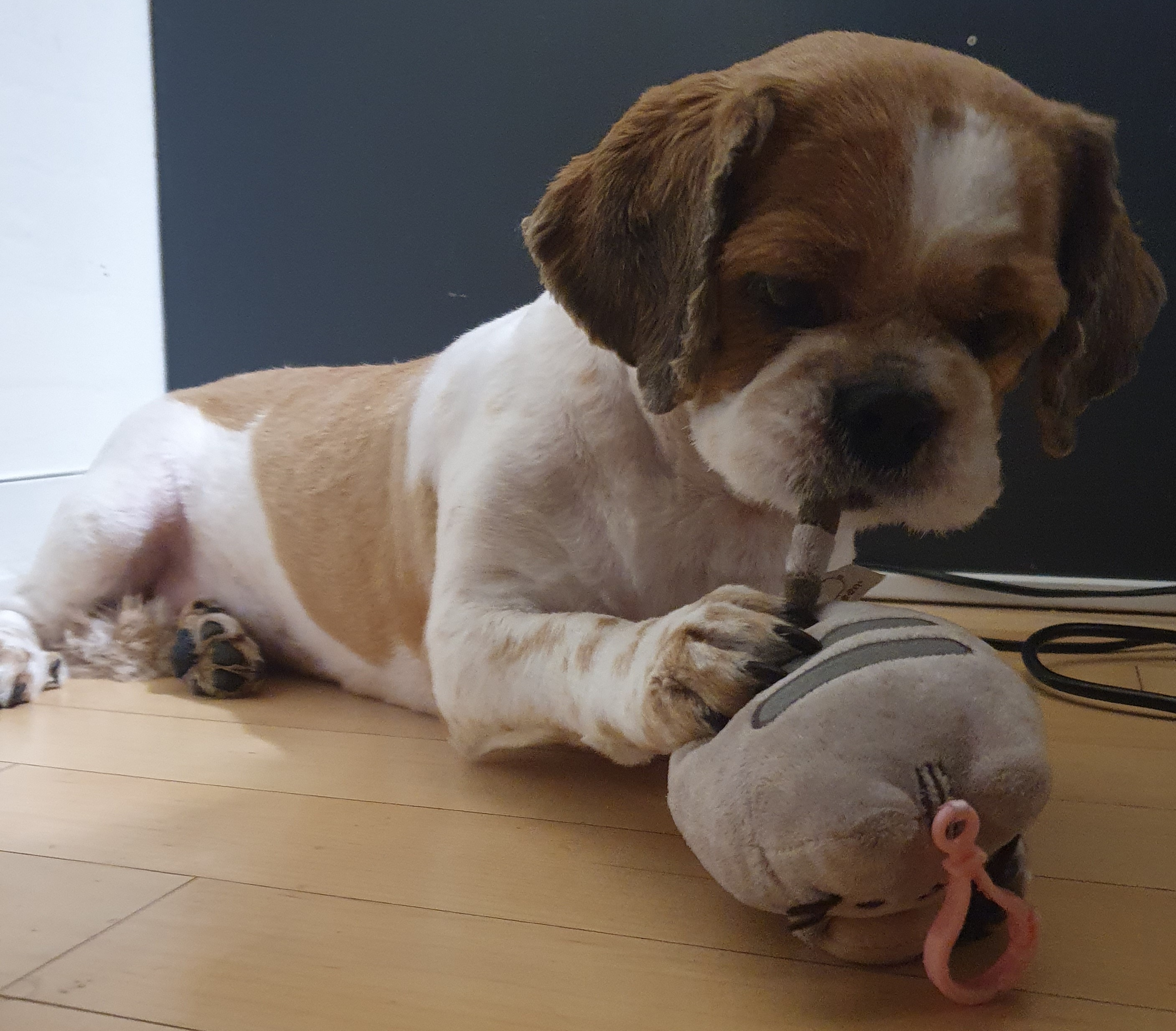 반려동물 미용실 구조견﻿﻿ 코스 이야기