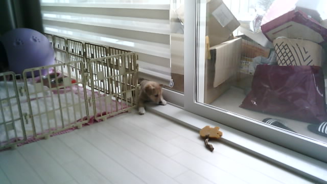 마노 일주일 차