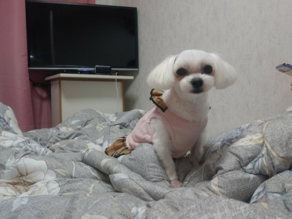 소원이(레아) 5년 차 입양 후기