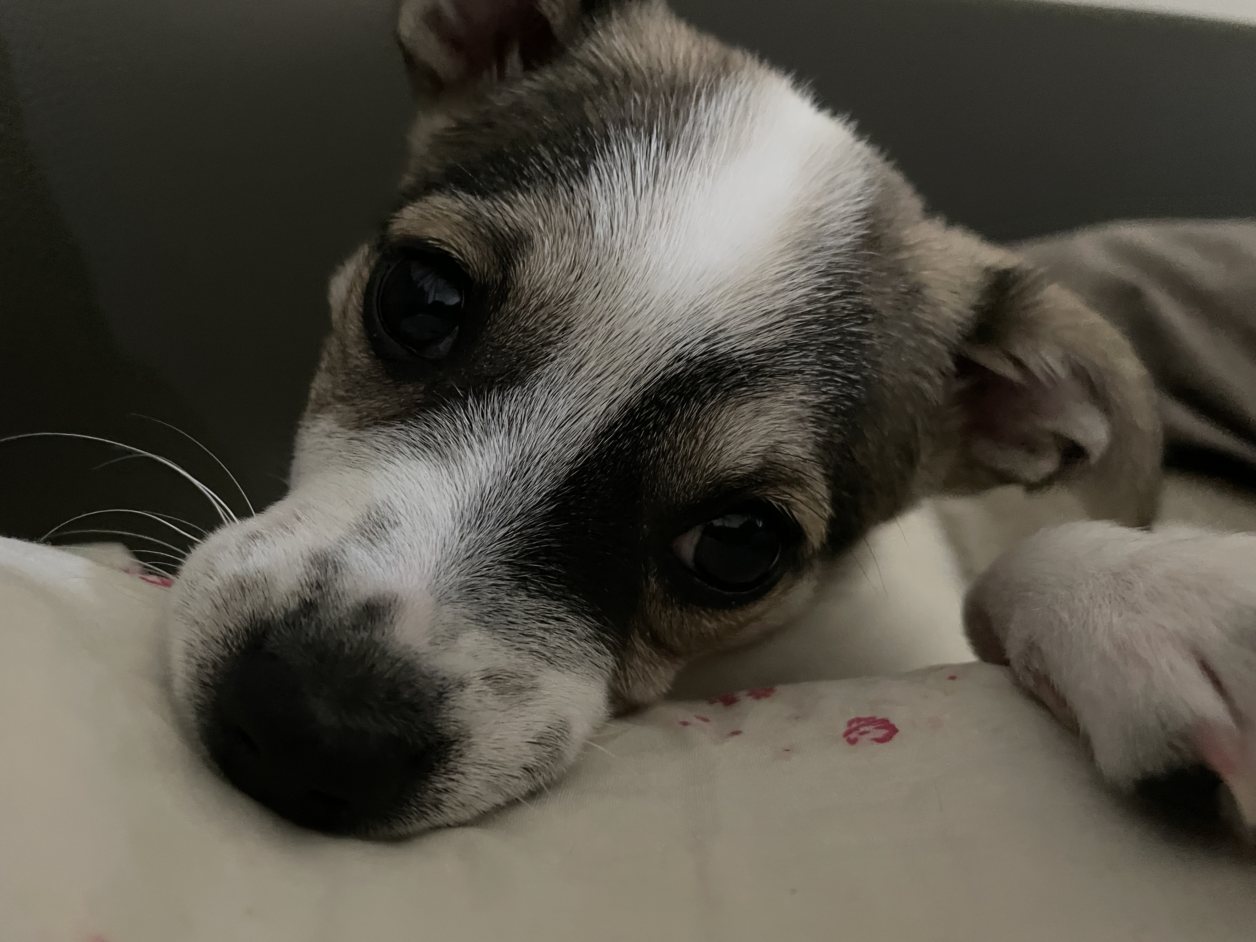 솔솔이 입양 후 이야기