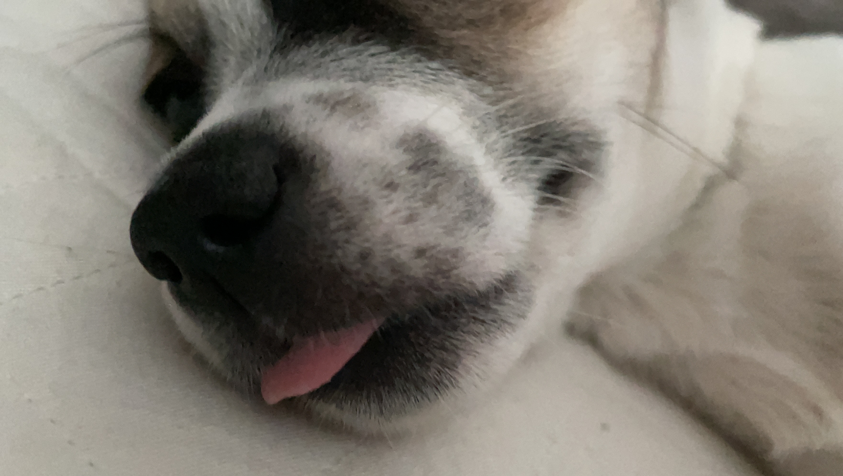 솔솔이 입양 후 이야기