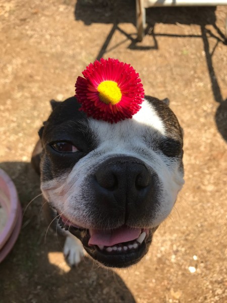 보스 5년 차 입양 후기