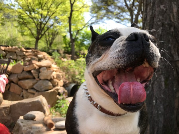 보스 5년 차 입양 후기