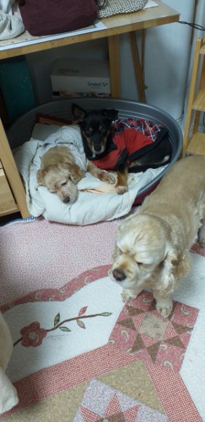 돌보 10년 차 입양 후기