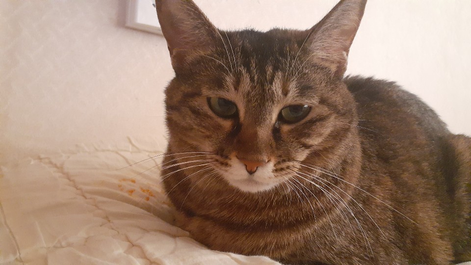 둥이 입양 4년차 근황