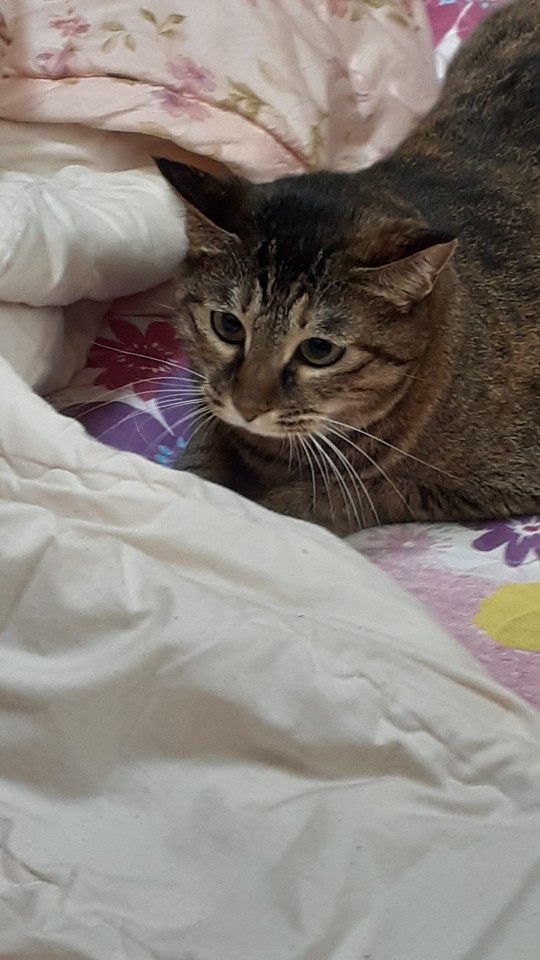 둥이 입양 4년차 근황