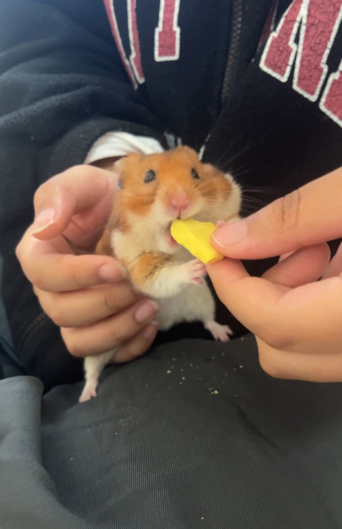 온햄이가 떠났어요