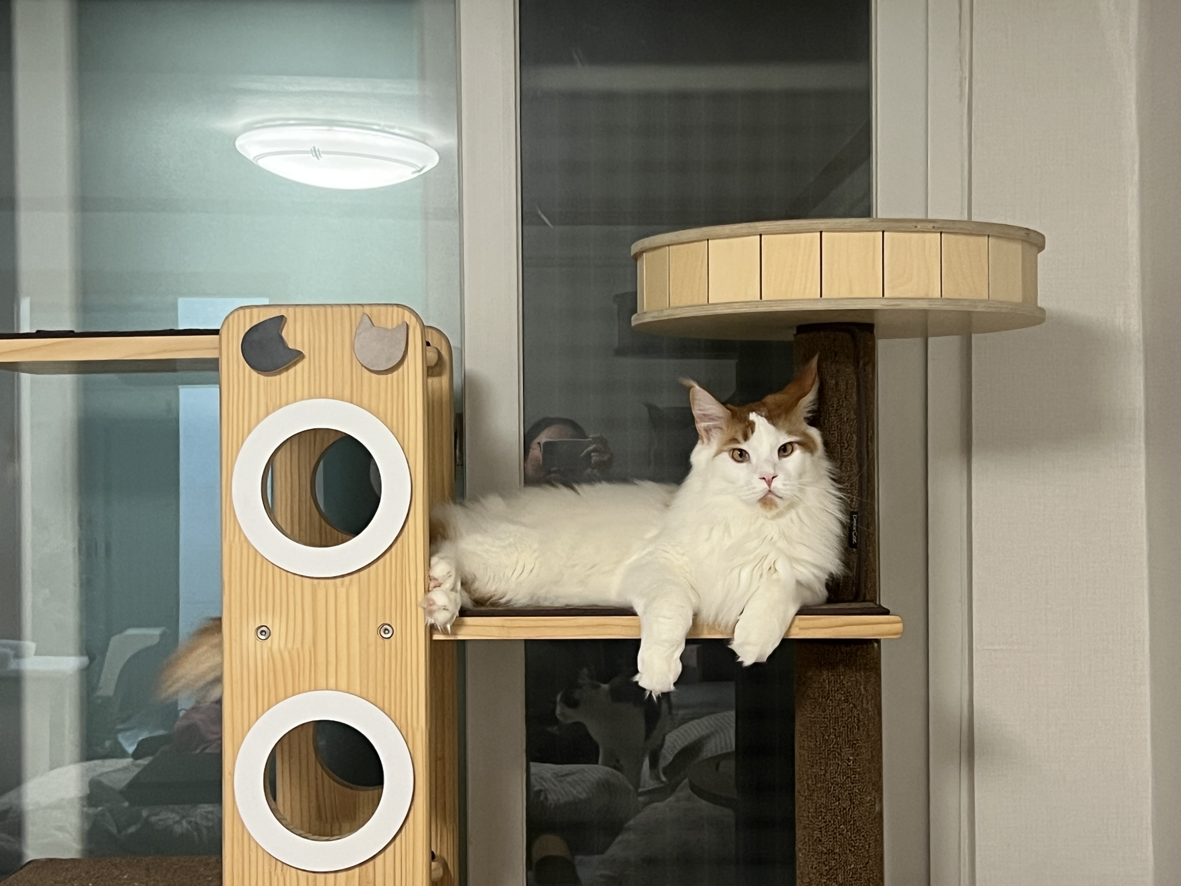 조케타(테리) 2년차 입양후기